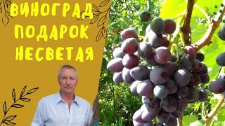 Виноград Подарок Несветая.