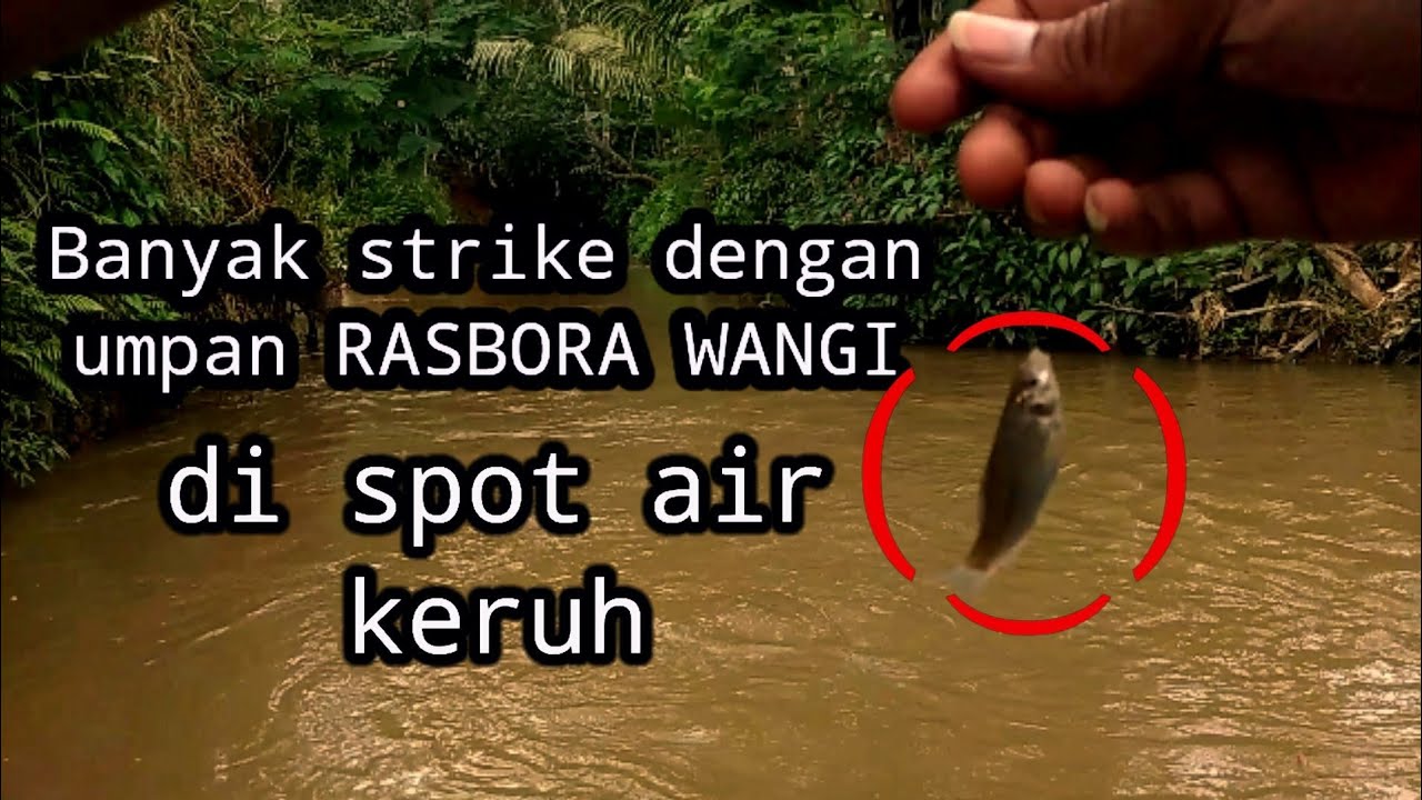 MANCING DI AIR KERUH DENGAN UMPAN RASBORA WANGI // salah sasaran