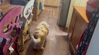 Straight to the kitchen