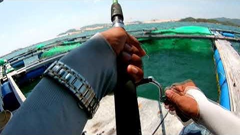 CCCC |Câu cá Đổng bùn vịnh Vân Phong.Mud fishing.