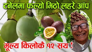 टनेलमा फल्यो मिठो लहरे आँप, बजार मूल्य किलोकै १२ सय ! │Nepal Chitra screenshot 5