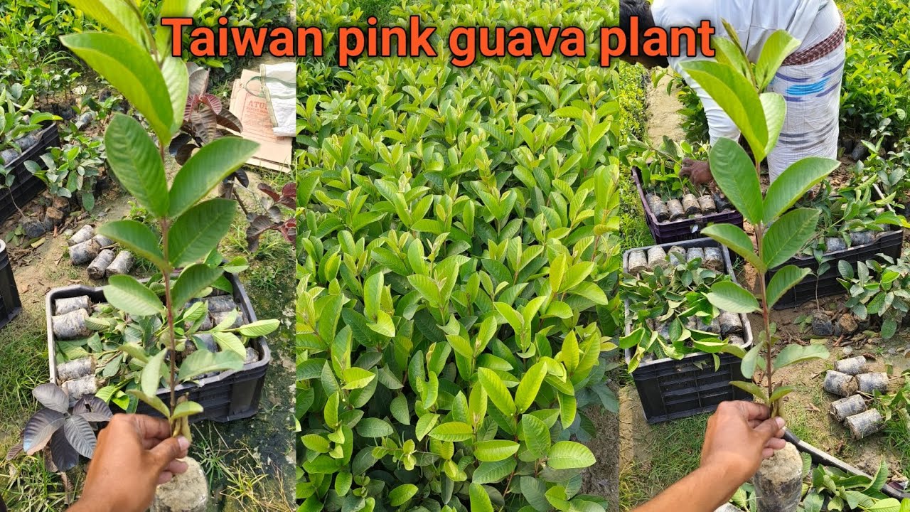 Taiwan pink guava plant// pink guava farming full details Contact 7029279400