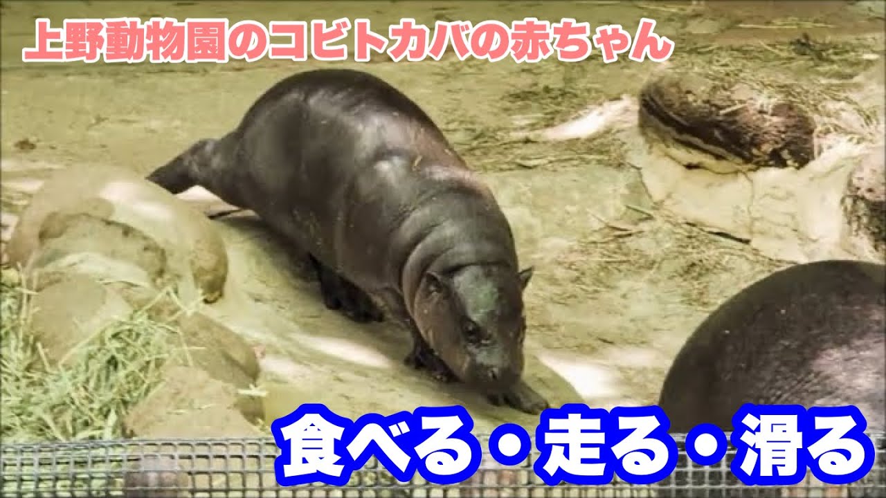 コブシくんが食べる＆走る＆滑る　コビトカバの赤ちゃん（放飼練習29日目）　2025.05.07　上野動物園