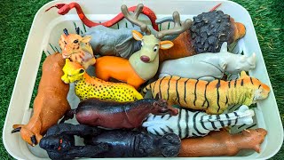 Wild Zoo Animals For Kids Can You Name Them All? Fun Animal Facts In English