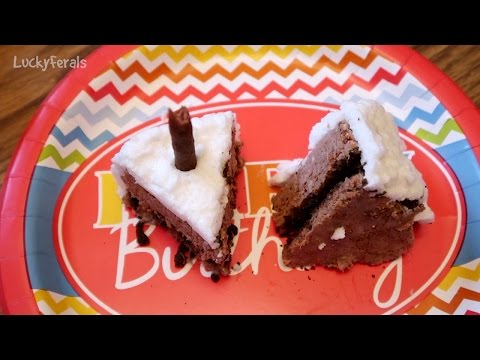 cat-food-birthday-cake-recipe-for-cats---happy-birthday-stella,-splash,-and-simba!