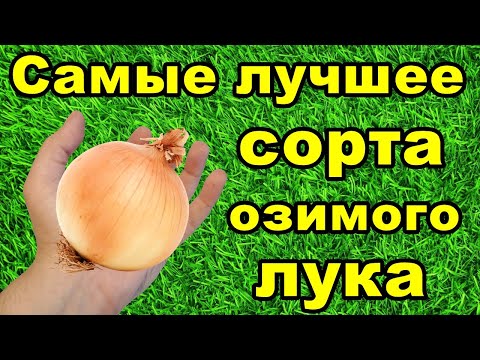 🌱Самые лучшие сорта озимого лука | Какой лук посадить под зиму