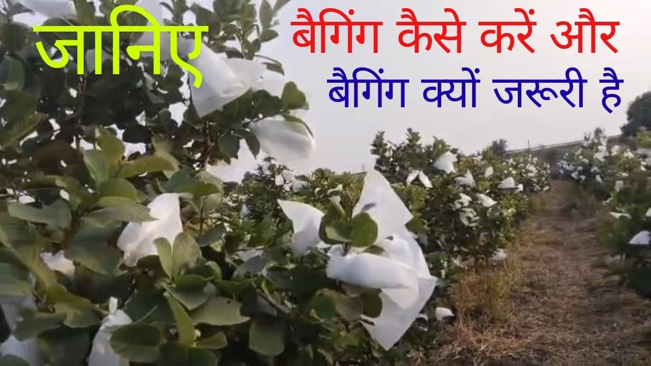 रेड डायमंड अमरूद में बेहतरीन क्वालिटी के फलो के लिए इस तरह करें बैंगिंग#naturalfarming 