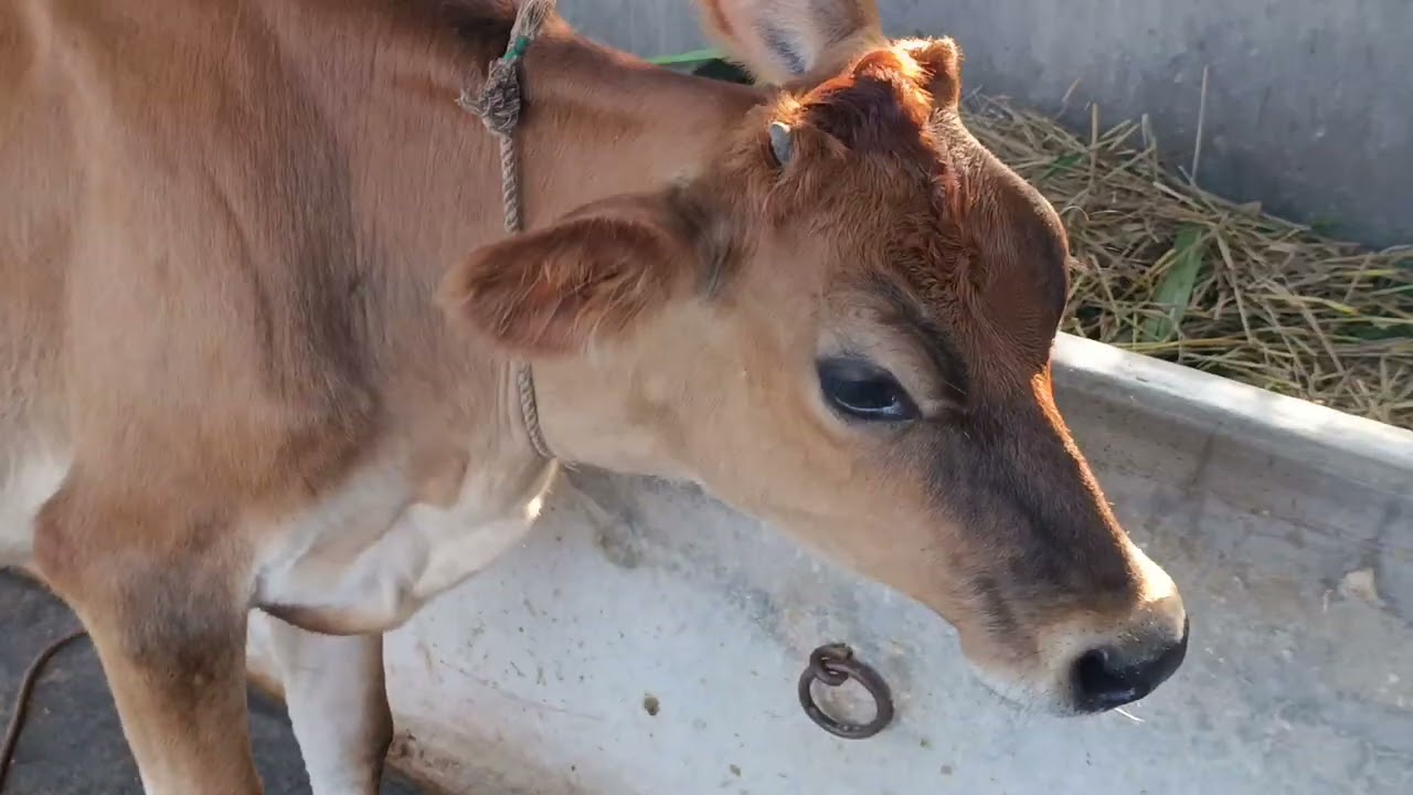 বাঘাবাড়ী জাতের অরজিনাল হান্ড্রেড বকনা বাচ্চা বিক্রয় করা হবে01795821939 imo