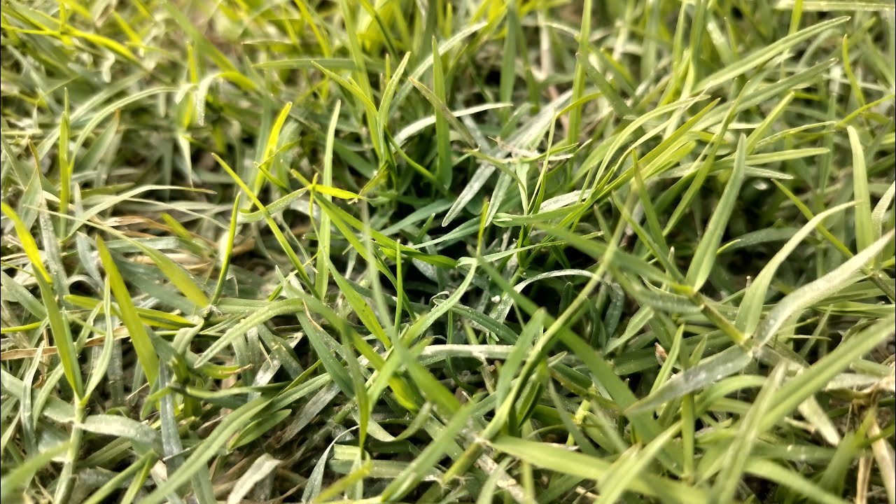 18 जनवरी मौनी अमावस्या दिन चुपचाप गाय को खिला दें 1 छोटी सी चीज | Aniruddhacharya Ji