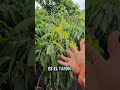 diferencia entre el litchi mayero y litchi tardio 🍋🍃🍊👨‍🌾 #parati #plantas #foryou