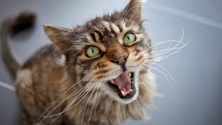 Angry Cat Meow Sound Effect || scary Meow Sound || Cat Meowing Loudly 10 Hours