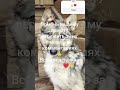 РЕКВИЗИТЫ В ШАПКЕ ПРОФИЛЯ. Не будьте равнодушными… #рек #рекомендации #помощьбездомным #приют