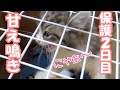 【保護猫】保護した子猫はじめての朝の様子【捨て猫/迷い猫/保護子猫】