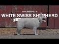 WHITE SWISS SHEPHERD: ALL ABOUT HERDING の動画、YouTube動画。