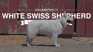 The Majestic Herding Traits of the White Swiss Shepherd
