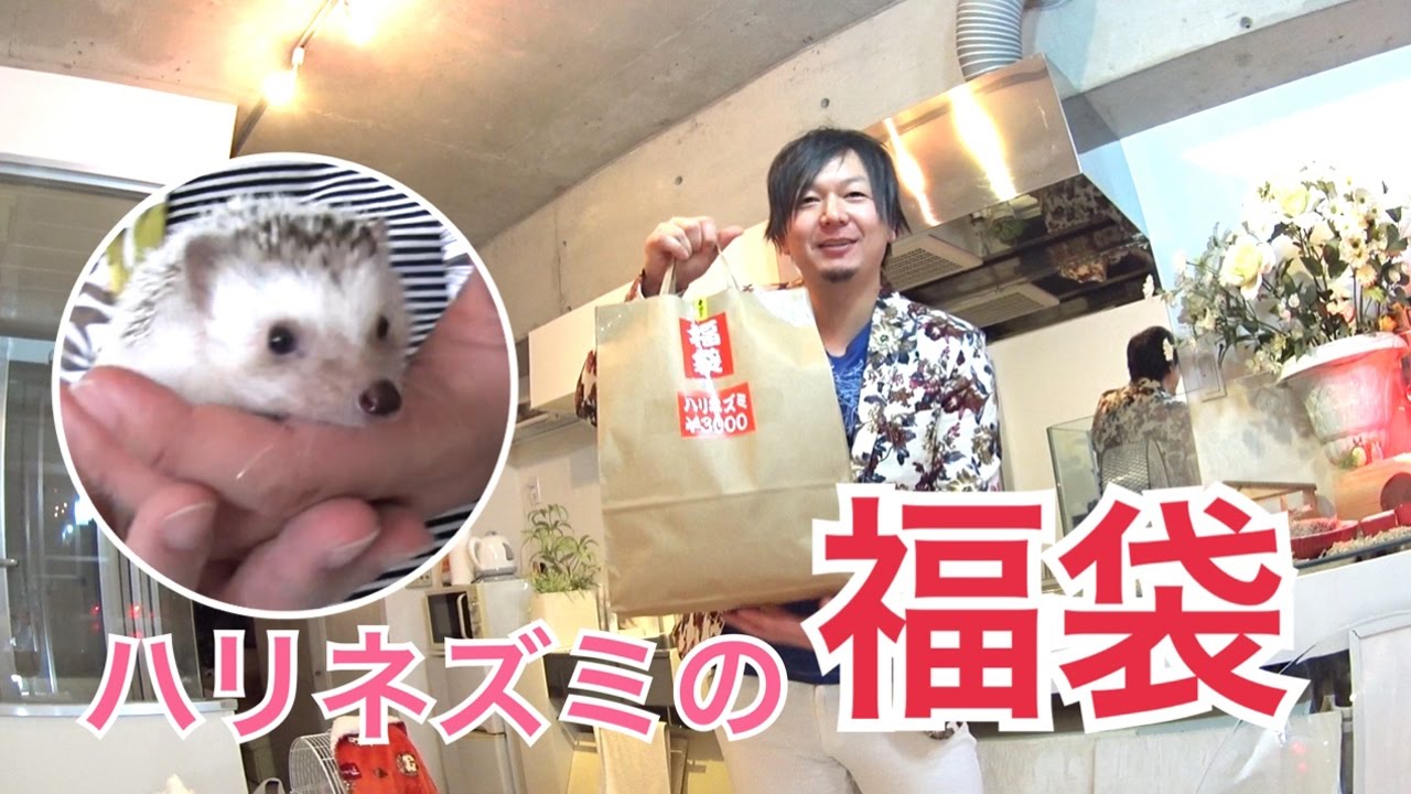 ハリネズミの福袋を買ってみた！I bought the lucky bag of the