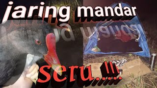 suara burung mandar batu pemikat/pasang jaring burung mandar peruk