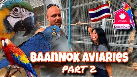 EXTREME EXOTIC PARROT COLLECTION ( BaanNok Aviaries , THAILAND ) - Last part 