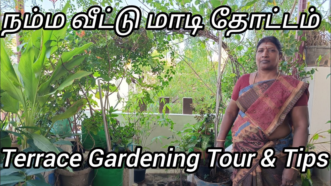 Terrace Gardening in Tamil | மாடி தோட்டம் #terracegarden #selvakumarvijayakumar #home #gardening 