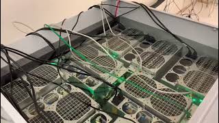 Immersion Mining at home with 8 Antminers S19J PRO's - sound of silence!