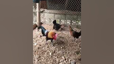 Noob qaib qus txuam tom 3 tuaj zoo heev thiab qua zoo 16/3/63