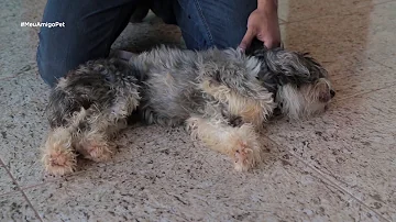 Como reduzir a agressividade de um cão?