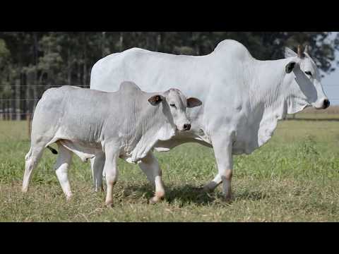 LOTE 99 - CSCF 6275