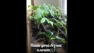 Наша любимая дача АЛЁШИХА 2017 г