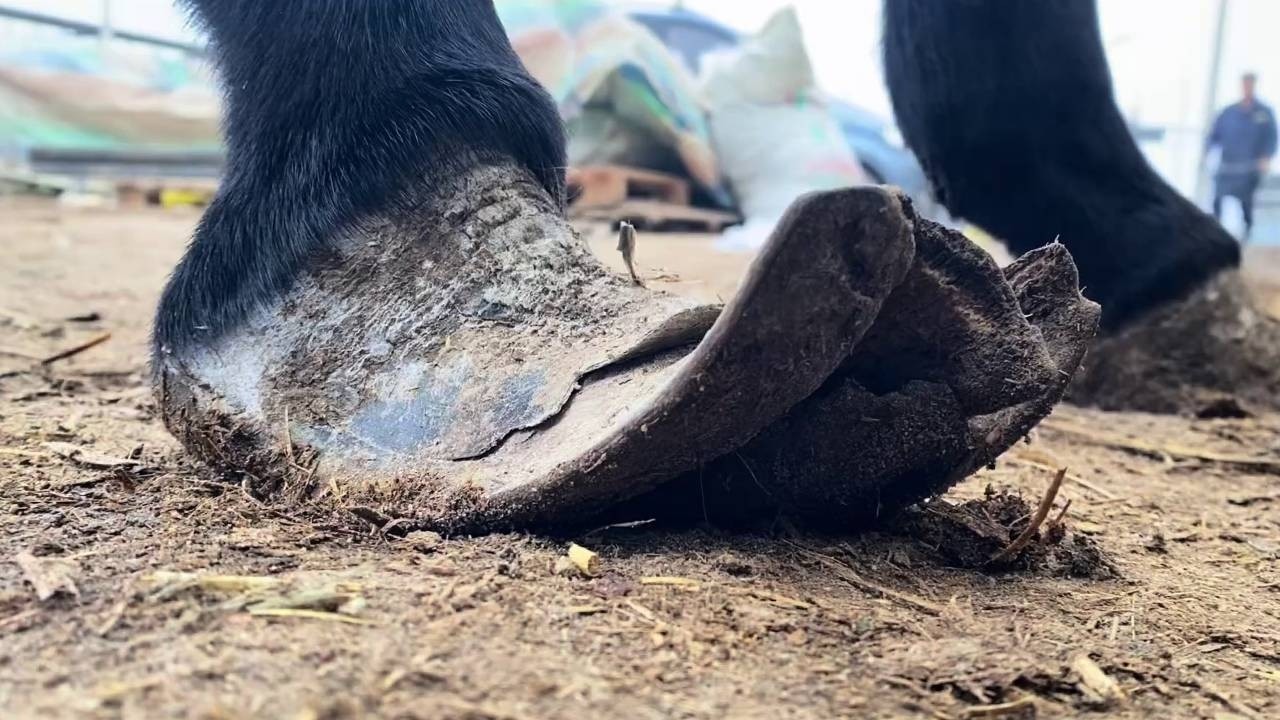 蹄子外撇上翻,脚底裹成双层!瘦了三十斤的老驴,修完蹄子终于能站直了!【农村张卜】 - YouTube