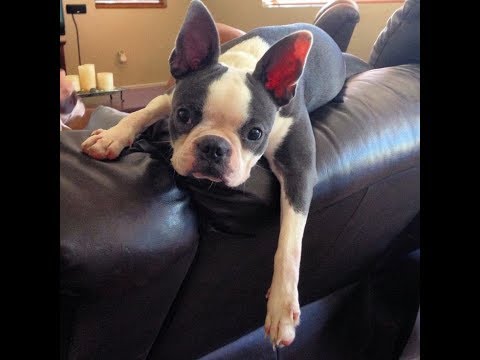 my-boston-terrier-seems-like-he's-almost-unresponsive-someone-knows-what-he-has