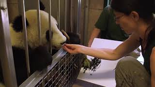 Panda Painting Pictures At World's Oldest Zoo screenshot 5