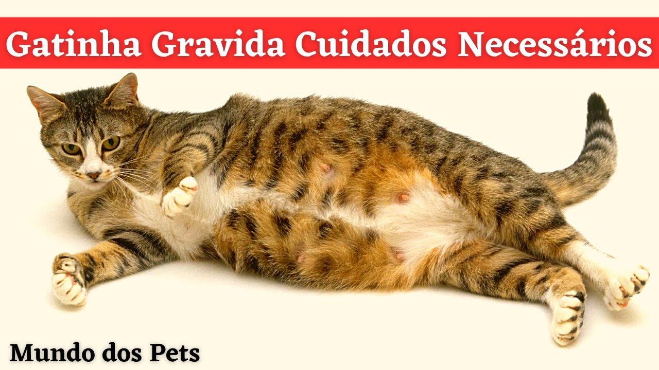 Gestação em Gatos quanto tempo? Veja os cuidados necessários com sua Gatinha. YouTube Gestação em Gatos quanto tempo? Veja os cuidados necessários com sua Gatinha. YouTube