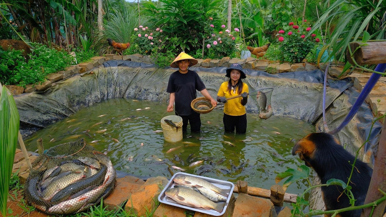 Harvest A Truckload Of Fish With My Brother To Sell At The Market – Cook And Release More Fish Fry