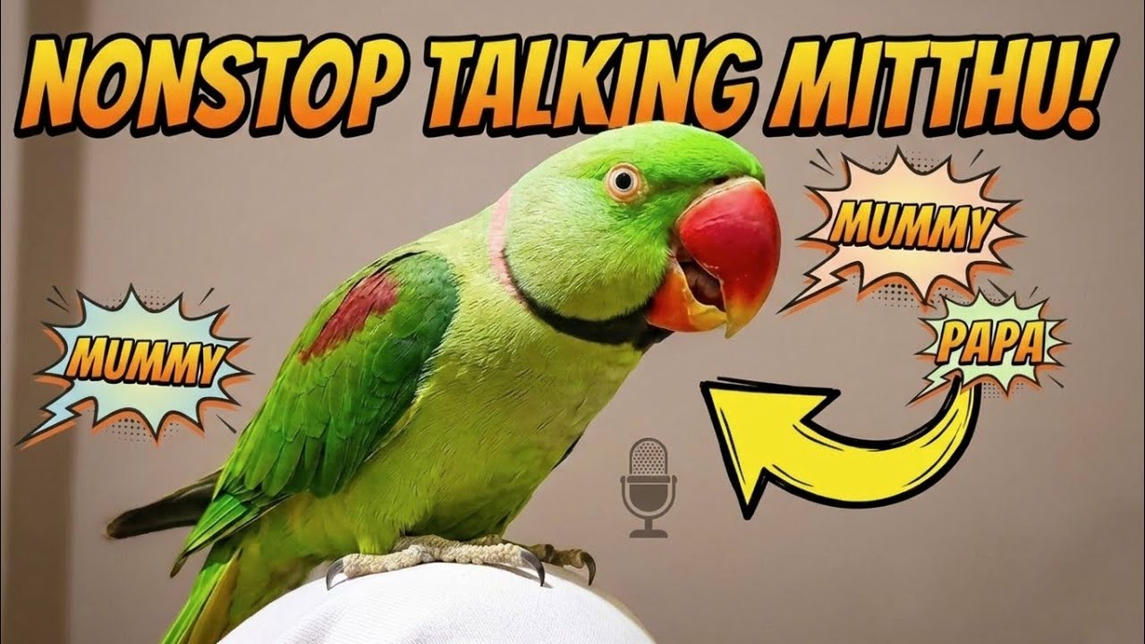 Mummy Papa 🥰🥰 🦜 Mai Mitthu 🦜🦜#parrot #nonstoptalkingparrot 