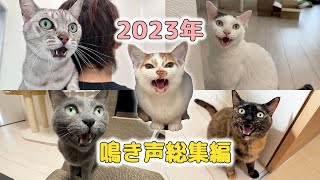 2023年猫5匹の鳴き声まとめ総集編