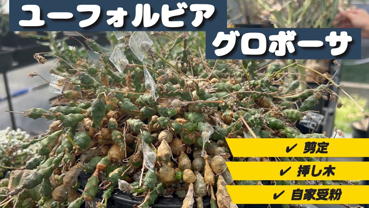 現地株　Euphorbia globosa 発根済　鉢のまま発送　コーデックス I've started growing Euphorbia globosa. - YouTube