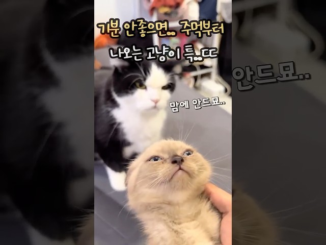 기분이가 안좋으면 주먹부터 나오는 건달 고양이 특징 ㄷㄷ
