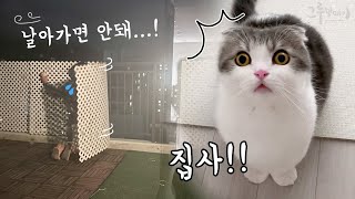 'Meow!' cat meowing at the door