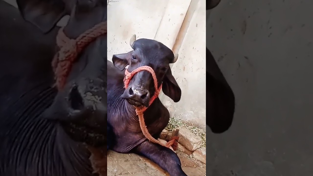 Buffalo murrak calf# 😍😍🐃12 month year old