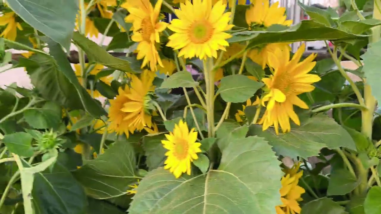 #TRỒNG HOA TẾT 2026 XUẤT BẾN..BẾN TRE