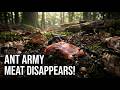 How Ants Disappear a Piece of Meat 🐜 | Realistic Macro Wildlife