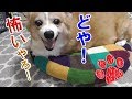 本気で威嚇してもすぐに乗せられちゃう犬【コーギーチロ】
