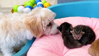 Baby kittens' first meeting with a Maltipoo puppy