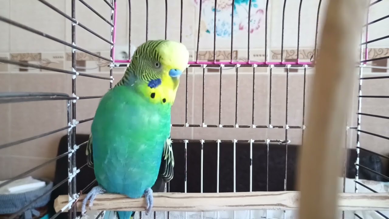 2 Saatlik Mutluluk: Muhabbet Kuşunuzun Bayıldığı En Doğal Sesler 🎧🐥 Muhabbet Kuşu sesi