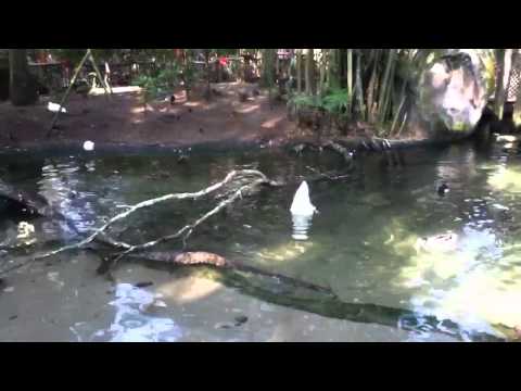 Drowning duck at Animal Kingdom