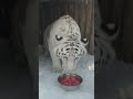 Mama White Tiger’s Roar is Actually Terrifying 🐯🔥