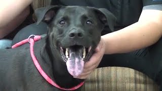Lake Havasu Adopt-A-Pet (June 10, 2021)