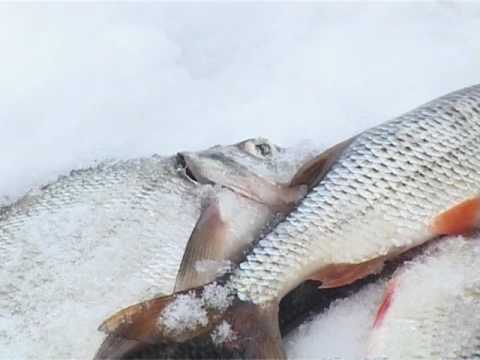 По клевым местам. Зимняя рыбалка на Истринском водохранилище