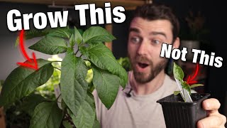 UK Chilli Growing Guide  Episode 4 | Grow Update | Amazing Pepper Plants