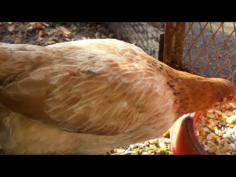 تربية دجاج بلدي فوق سطح المنزل 